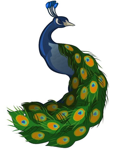 Peacock PNG.